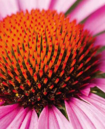 What is Echinacea